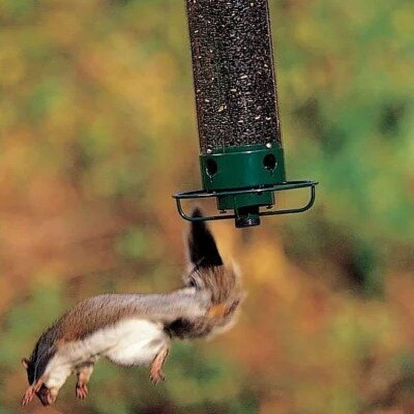 💥New Spring 2023💥100% Squirrel-Proof Bird Feeder-49% OFF🔥