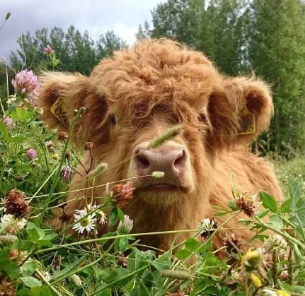 Horizontaly Scottish Handmade Highland Cattle 🐏