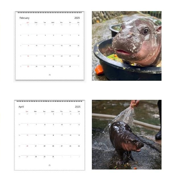 🦛Moo Deng Calendar | 2025 Calendar