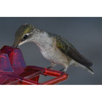 Mary's Hummingbird Feeder With Perch And Built-In Ant Moat