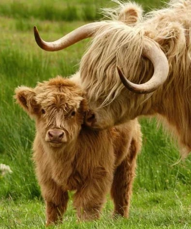 Horizontaly Scottish Handmade Highland Cattle 🐏