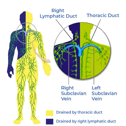 GFOUK™ Ultrasonic Lymphatic Soothing Instrument